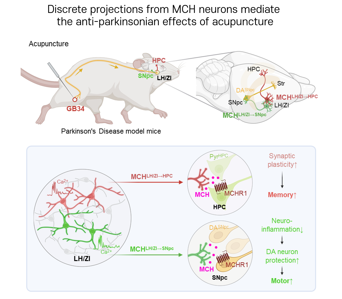 Our new paper is publised on Advanced Science!!