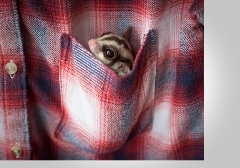 Small animal / Exotic Sleep Overs