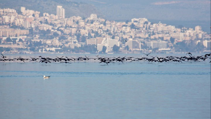 NETO חדשות :התרעה חמורה מהכנרת: הנופשים מתבקשים להיזהר מפני הסכנה