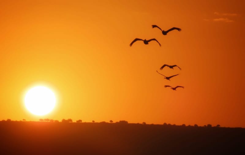 חדשות NETO : בוקר של עגורים באגמון החולה-קק"ל