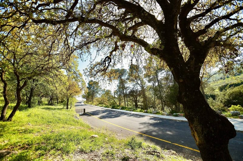 ערי הצפון :מוכנים לחורף: עיריית נוף הגליל השלימה סקר עצים