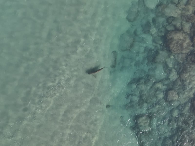 חדשות NETO :רשות הטבע והגנים מתריעה בפני הציבור מפני צלילה עם כרישים באזור תחנת הכח בחדרה