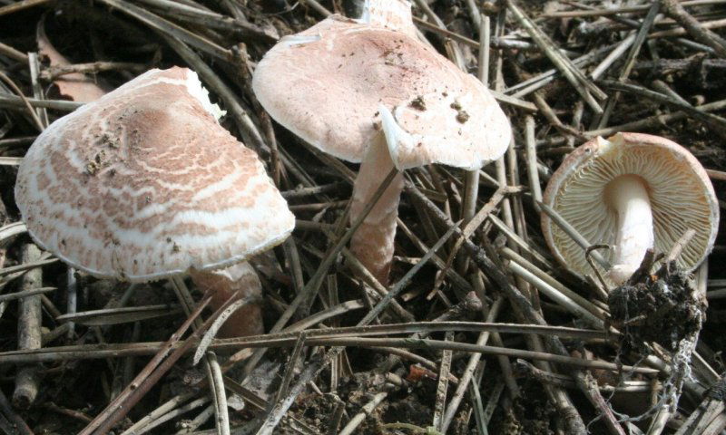 NETO חדשות  :אזהרה: עשרות מקרי הרעלה עקב אכילת פטריות (וידאו)