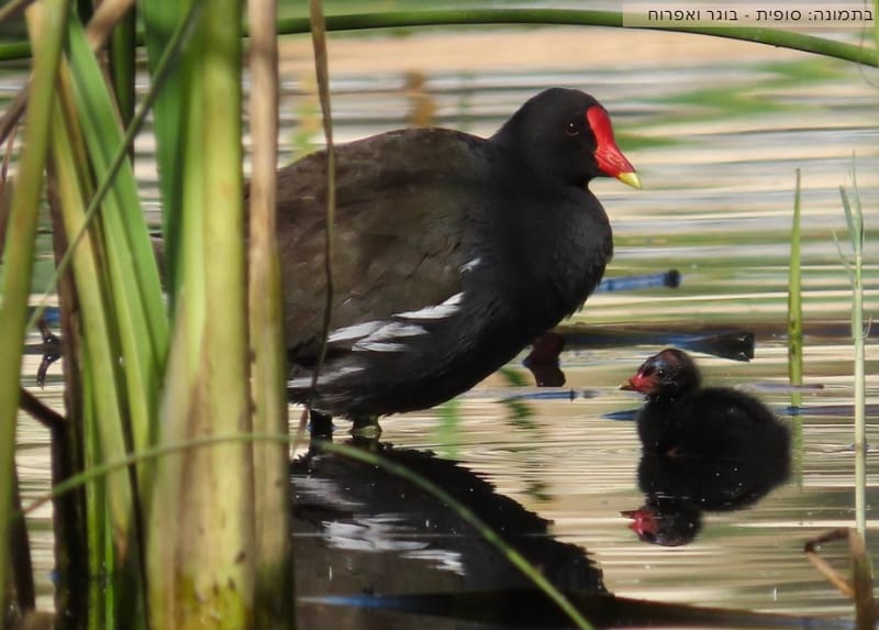 ערי הצפון :עשינו את זה יחד - עפולה שוב ירוקה!