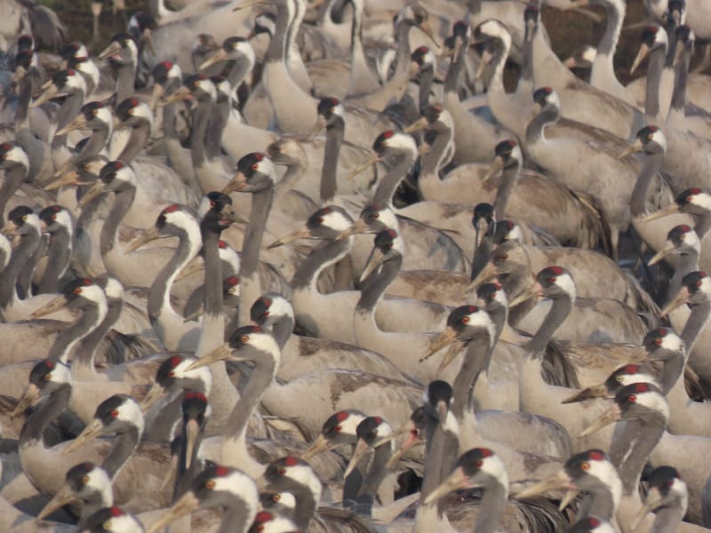 NETO חדשות :בבוקר חורפי יפהפה, ספרנו 18,300 עגורים באגמון החולה-קק"ל