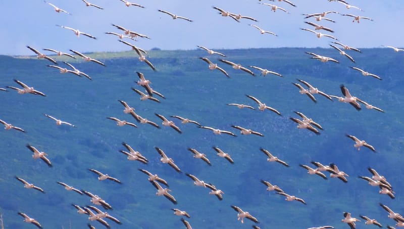 NETO חדשות :מחזה מרהיב: אלפי ציפורים חוצות את ישראל