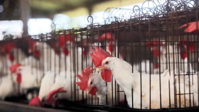 NETO חדשות : סגר בהיקף 10 ק"מ: שפעת עופות התגלתה בצפון