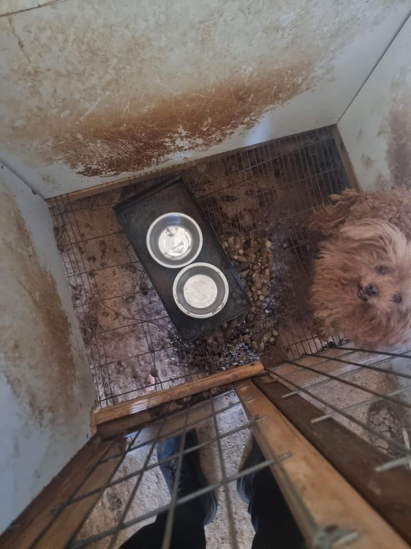 NETO חדשות :זוועה: נחשפה "מטחנת גורים" באזור הצפון - 20 כלבים חולצו