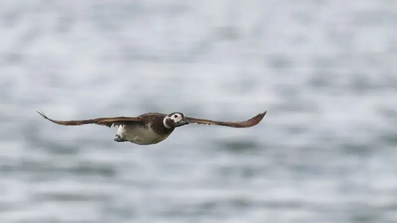 NETO חדשות :הפתעה בצפוןאחרי 40 שנה: אורח נדיר הגיע לעמק החולה