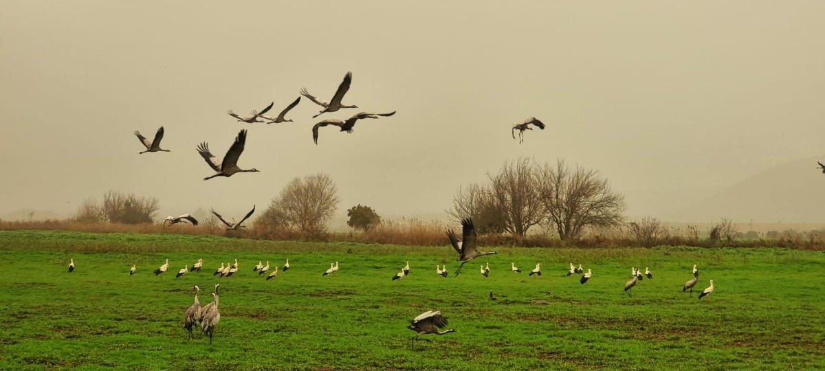 נדידת חסידות