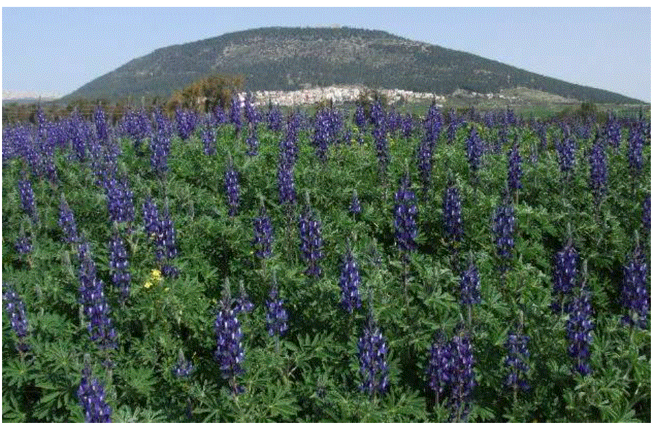 NETO חדשות : בעקבות תורמוס ההרים - המלצה למסלול טיול בשמורת טבע נחל תבור