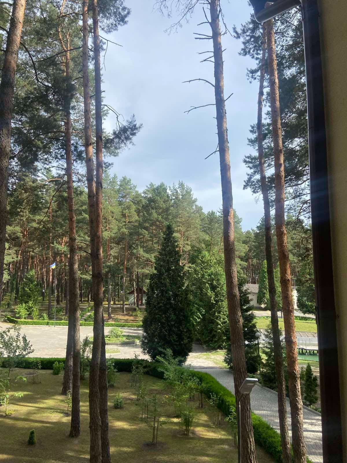На зображенні може бути: дерево