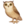 🦉