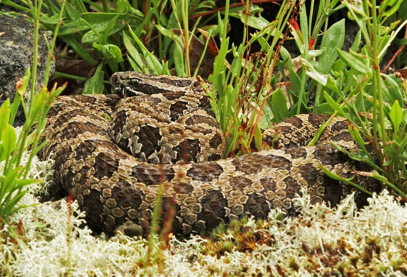Identifying Venomous vs. Non-Venomous Snakes in Ontario - Text
