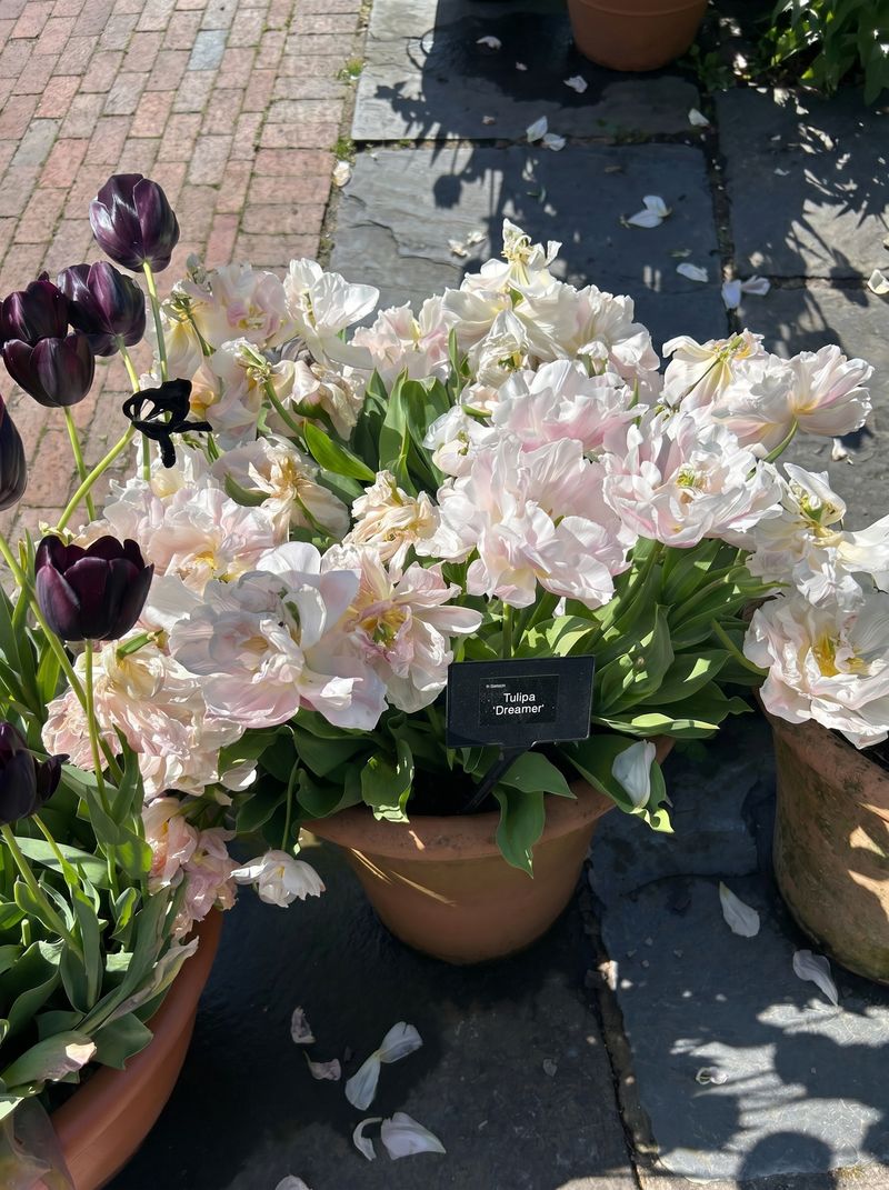 7th May Coffee Morning with Plants & Nearly New Clothes Sale