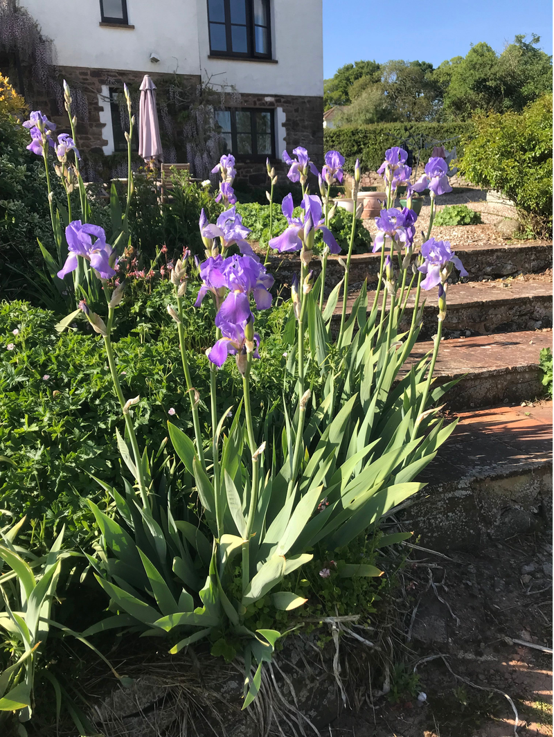Open Garden and Coffee Morning 11th June 2026