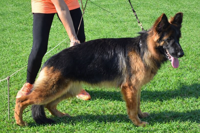 MISCHKA VON ETOSHANNE