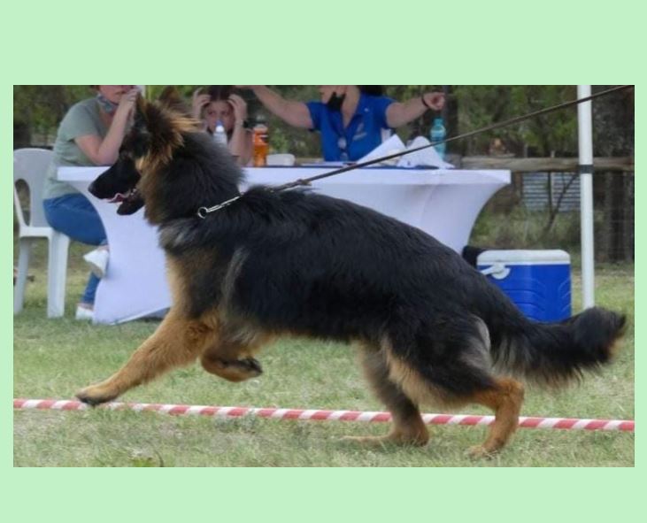 MISCHKA VON ETOSHANNE