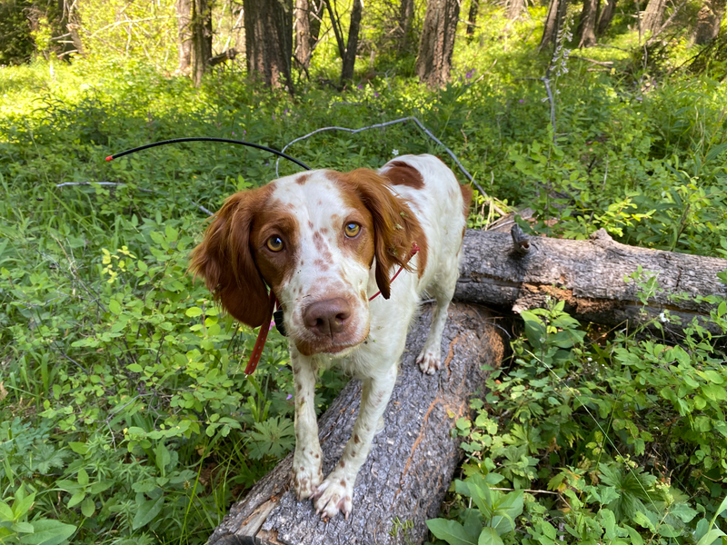 3 year old Trained Female for sale!