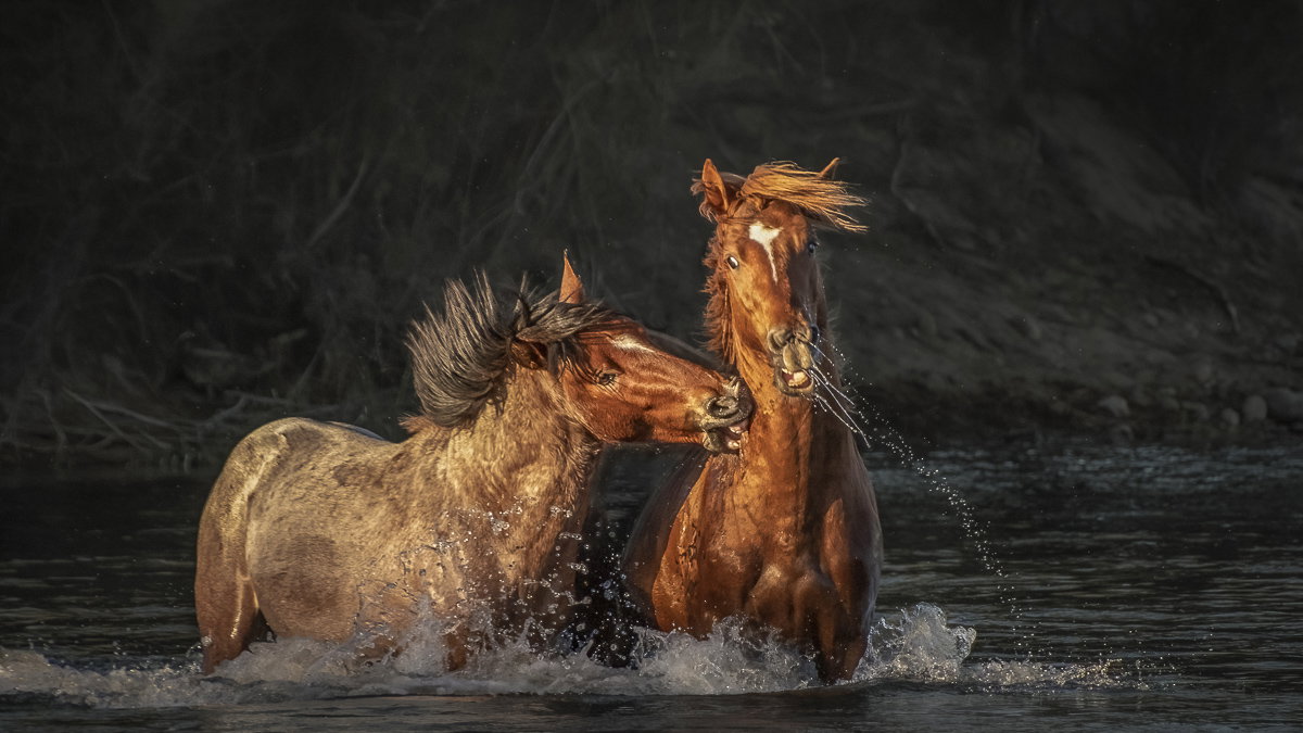 Untamed