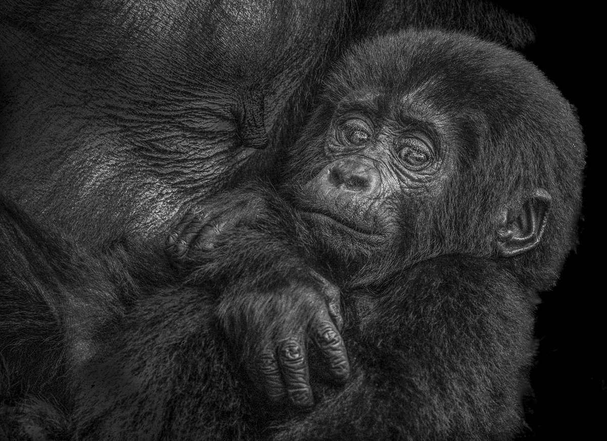 In Mama's Arms