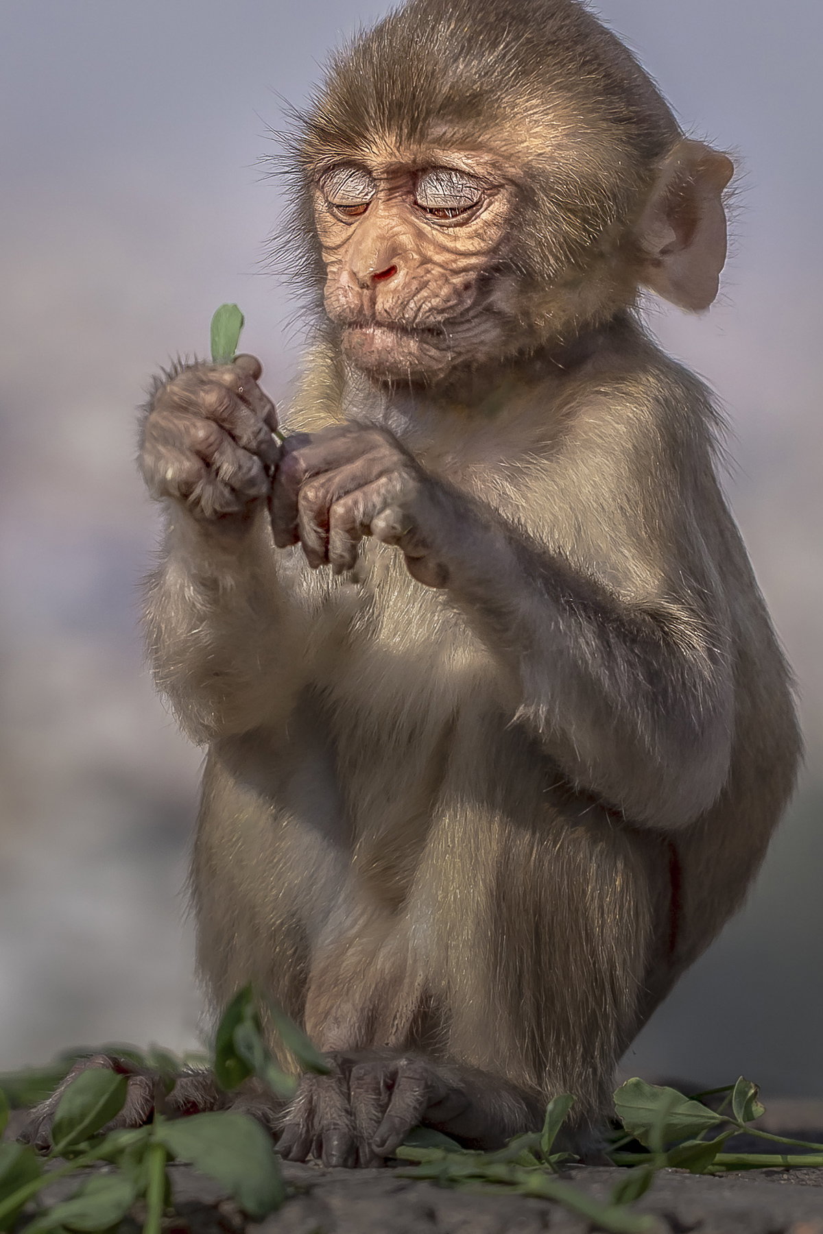 What Did Mommy Say?