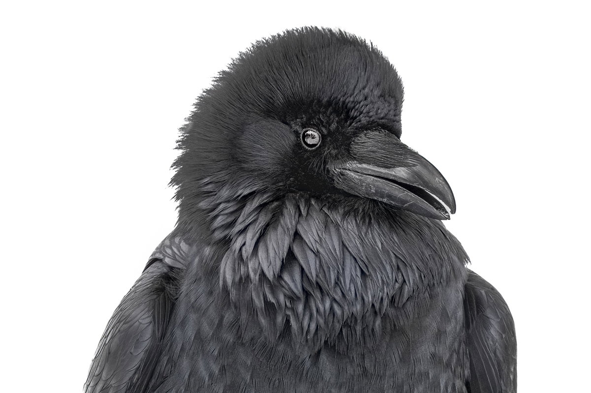 Black Feather