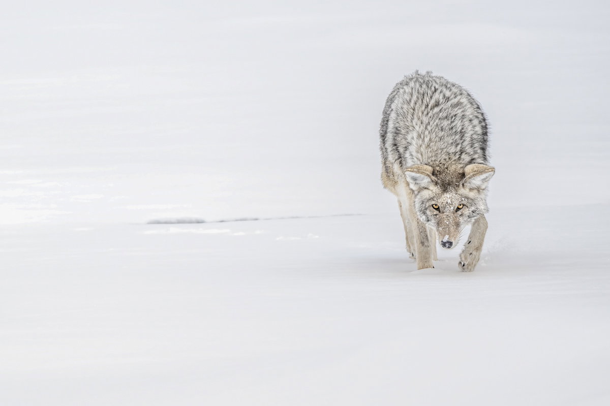 Edge of Survival