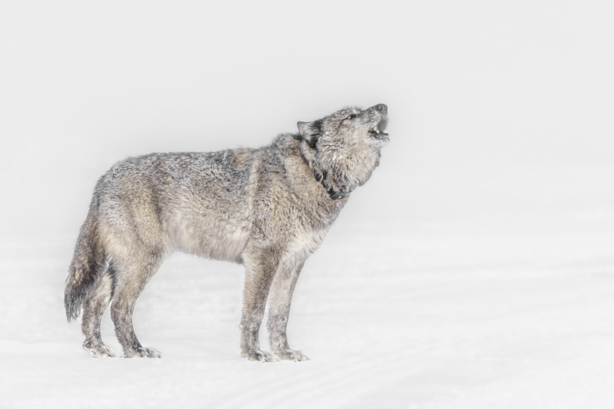 Echoes Across Snow