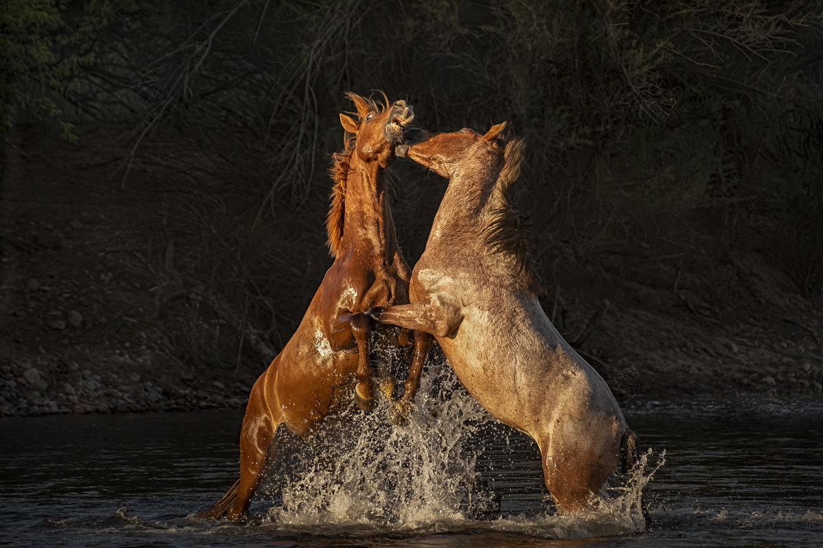 Sunset Rivalry