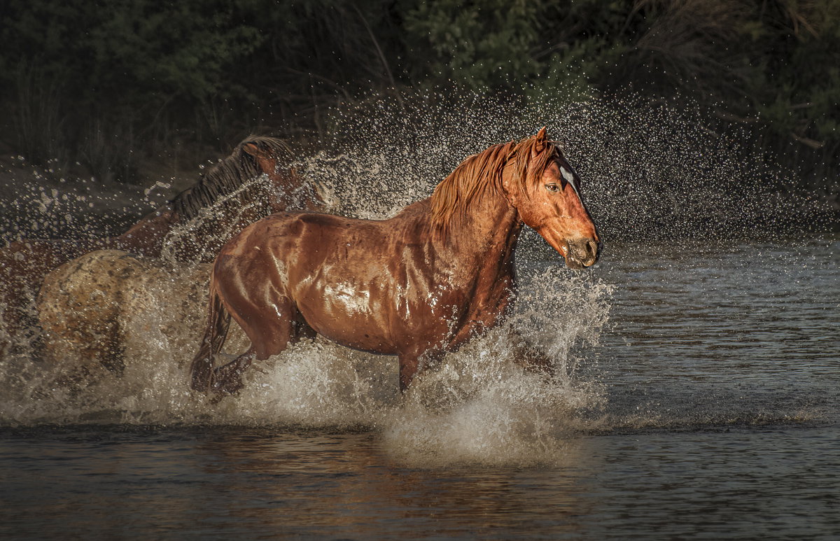 River Runs Wild