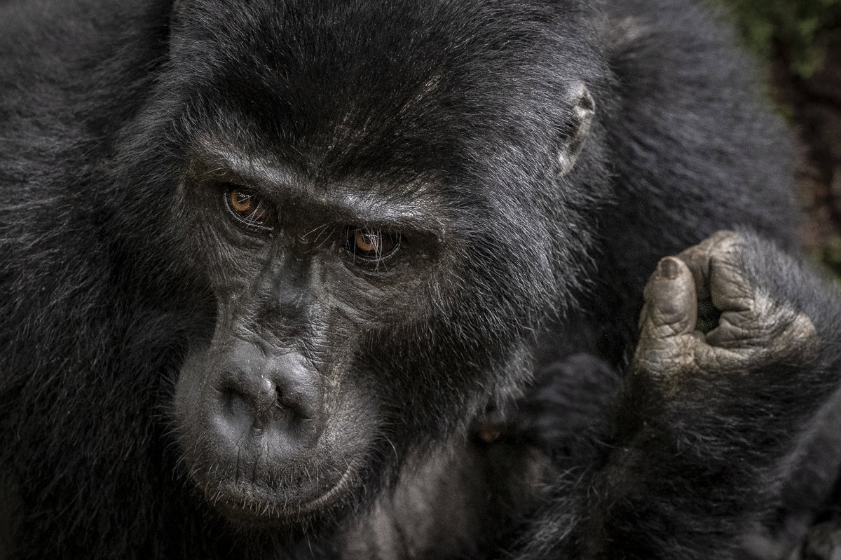 The Thinker