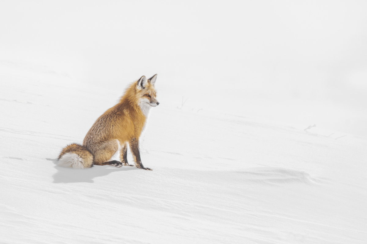 Listening to Winter