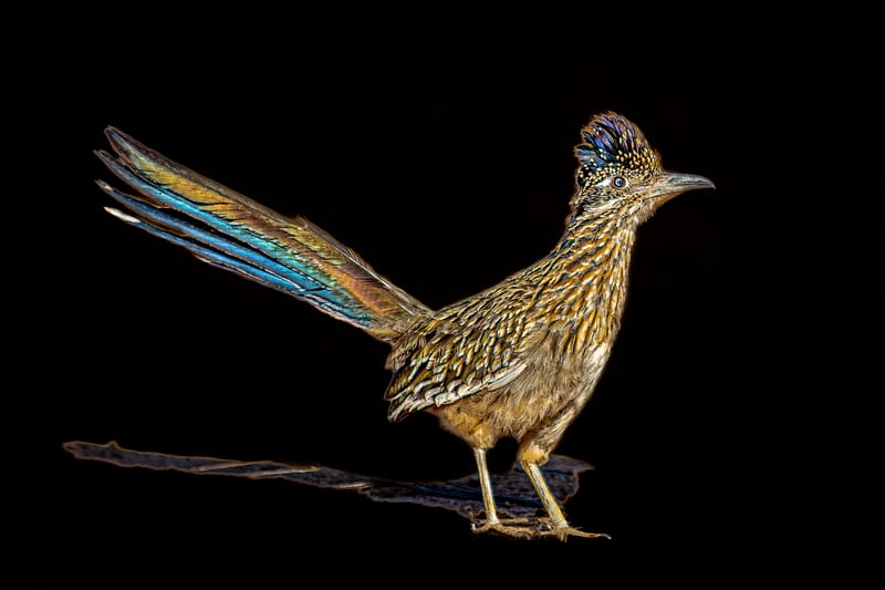 Presence and Passage