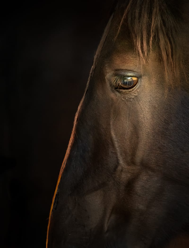 Where Dust Tells Stories