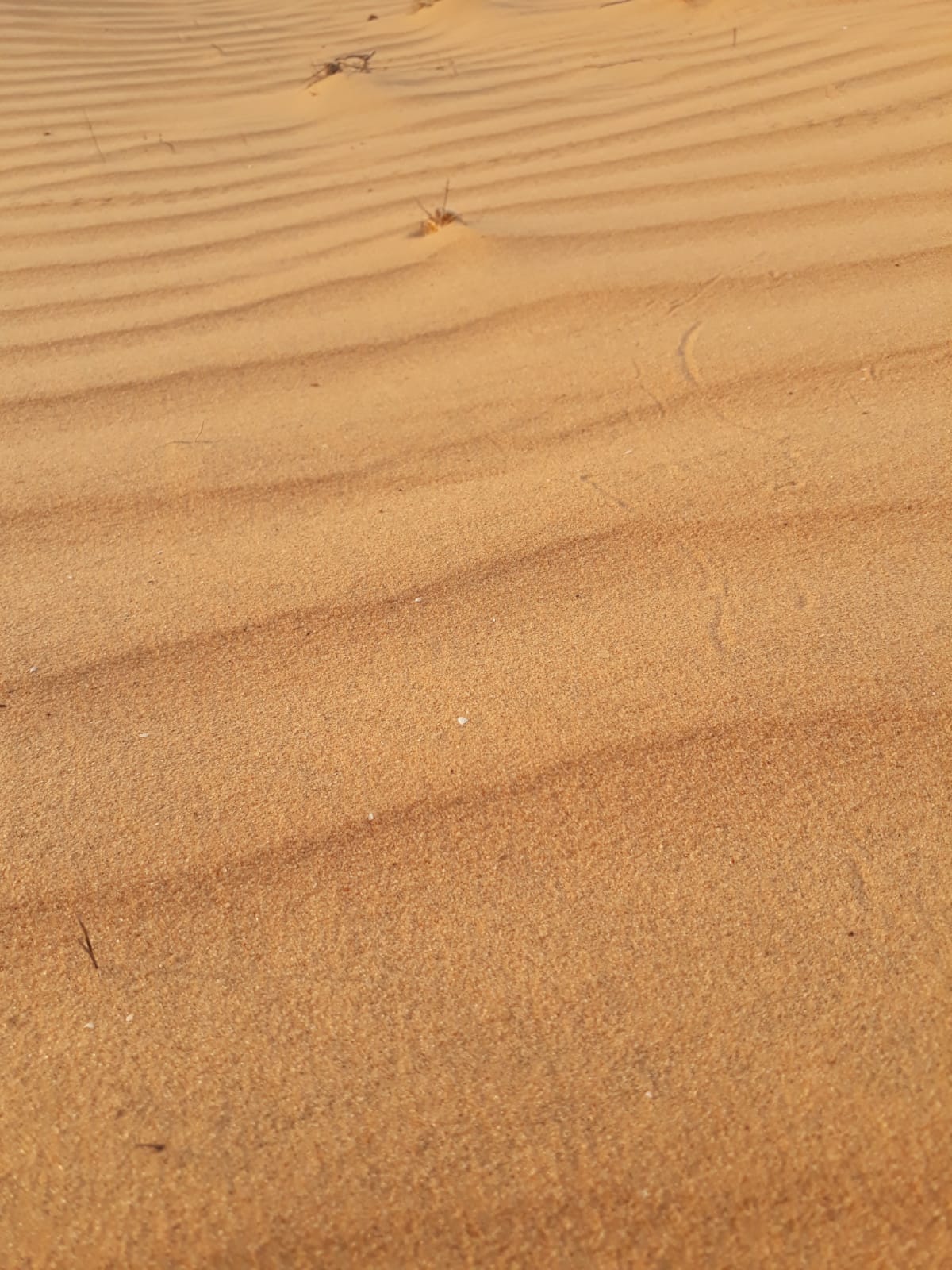 בריאות הטבע / בריאות הנפש - דקה של פסיכולוגיה סביבתית