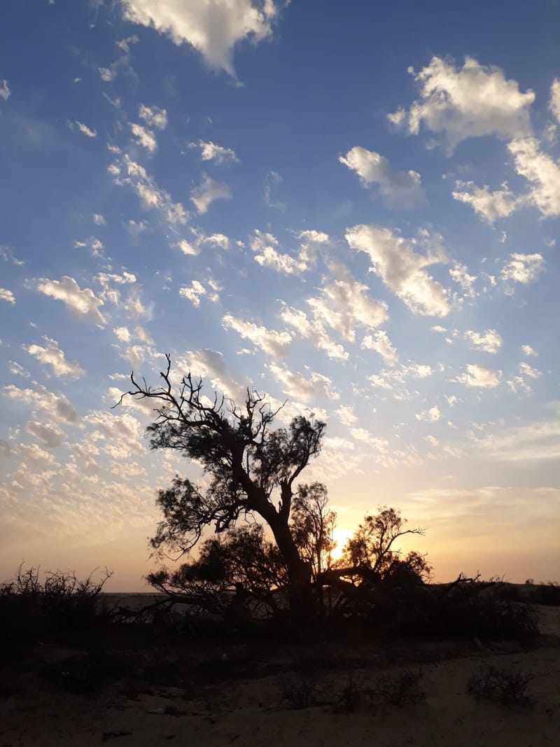 תדירות יחסי המין