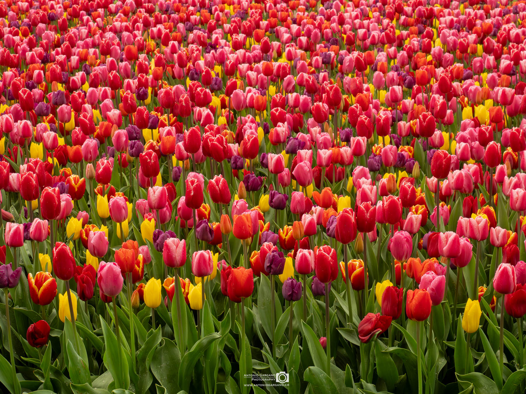 Holland Tulpen 2025