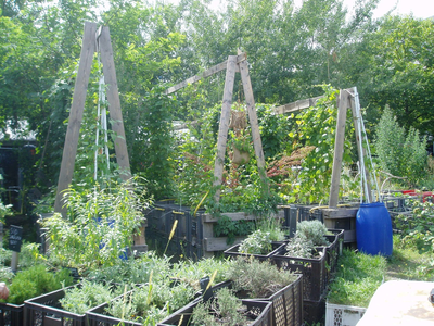 כתבה ב- Xnet על גינון בר-קיימא