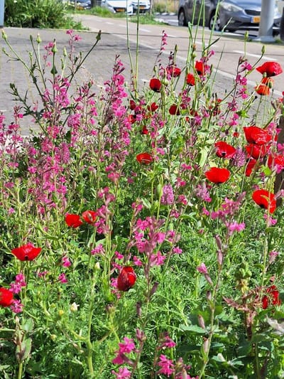 "עושה לרשויות בית ספר" - ראיון במגזין "עיר יער"