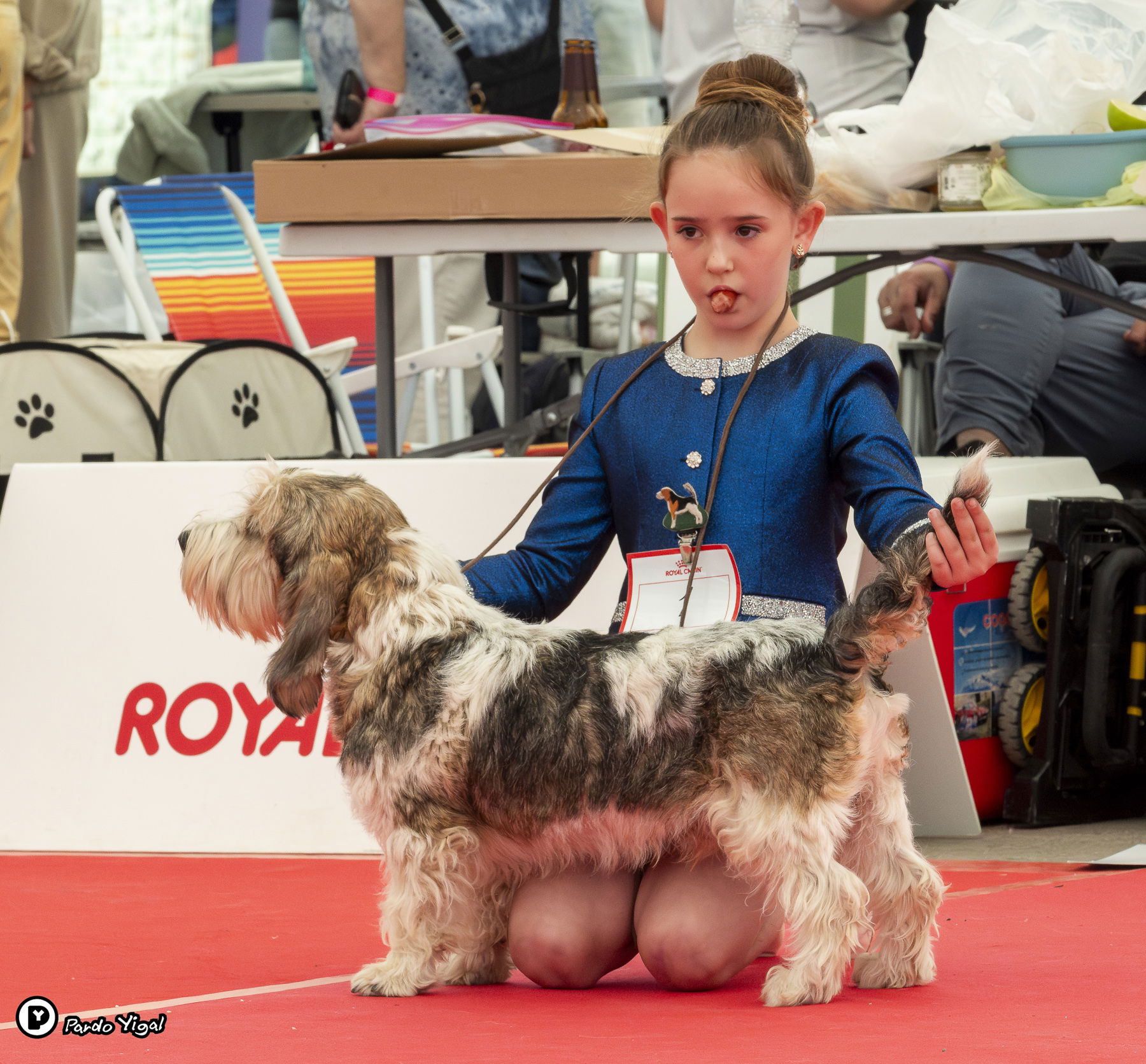 מרכז הקונגרסים: תערוכת הכלבים הבינלאומית