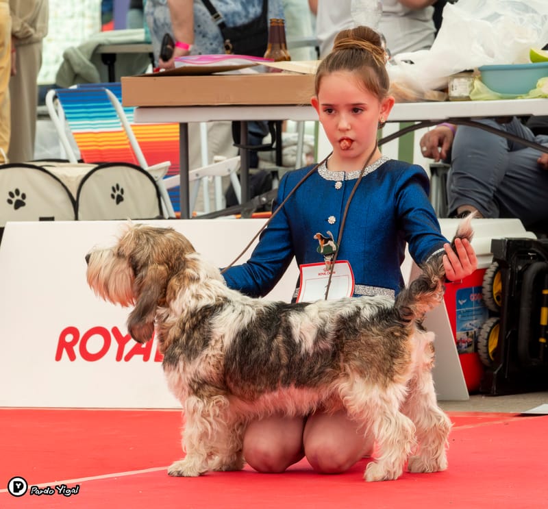 מרכז הקונגרסים: תערוכת הכלבים הבינלאומית