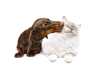 Clay Country Cat of the week. image