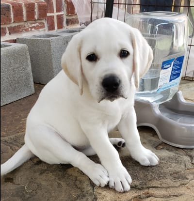 Available Puppies image