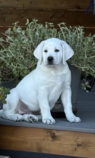 Available Puppies image