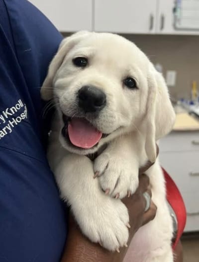 Available Puppies image