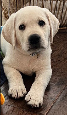 White Lab Puppies