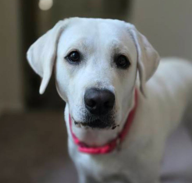 Gracie