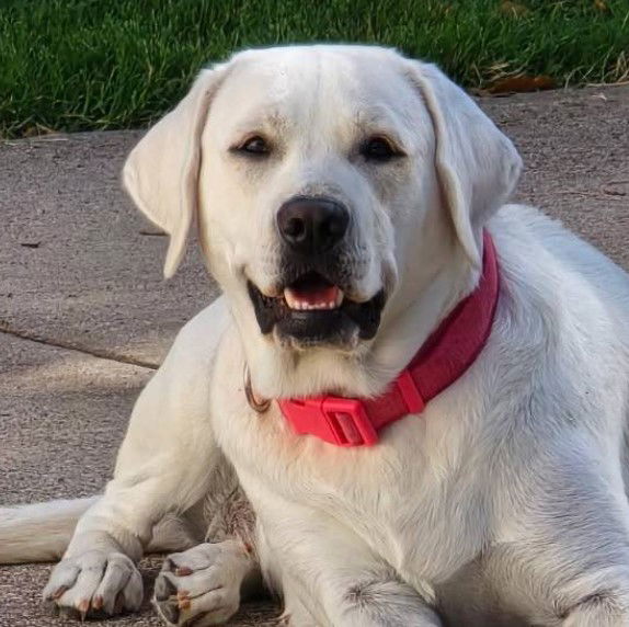 Gracie