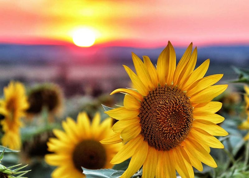 Սեպտեմբերի 2-9` նախագային շաբաթ կրթահալիրում